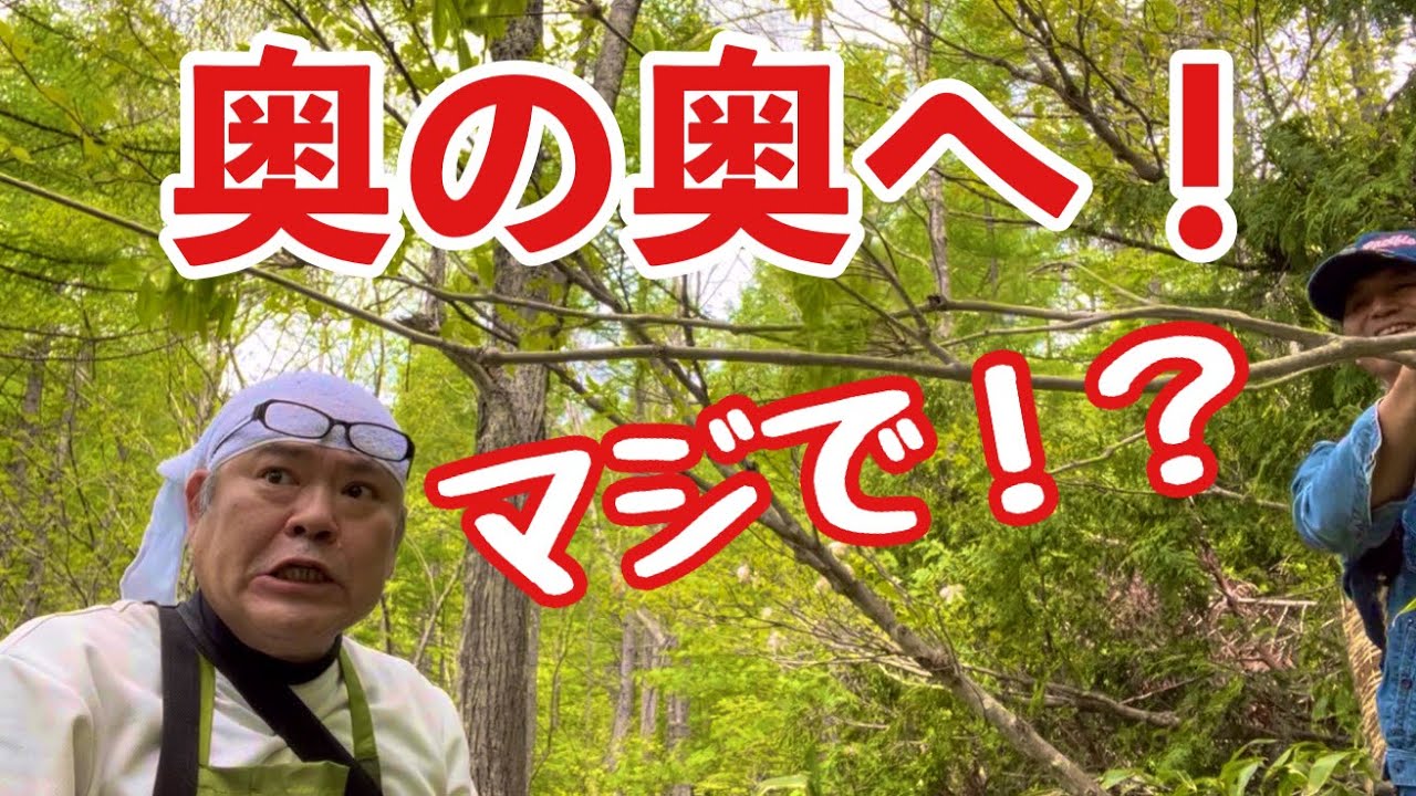 山菜採り】圧巻！コシアブラ無限地帯
