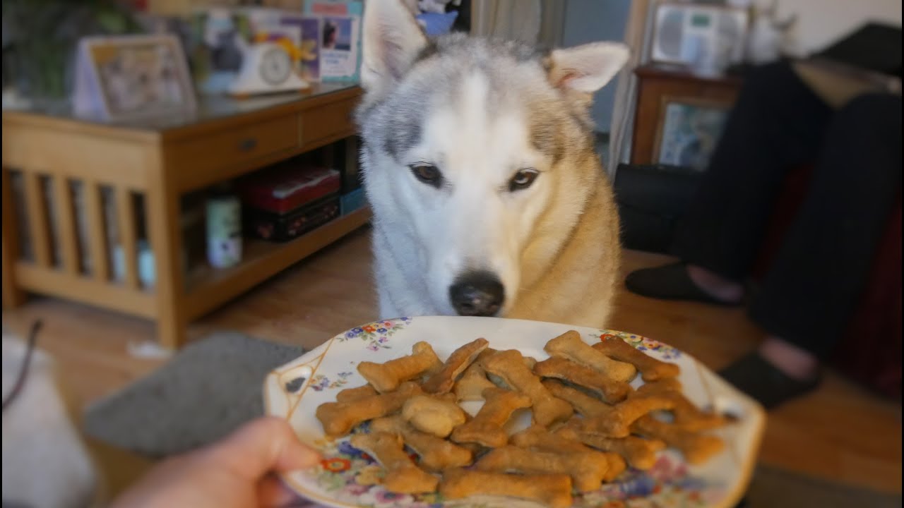 Husky BAKES BISCUITS .. all by Himself! .. well almost!