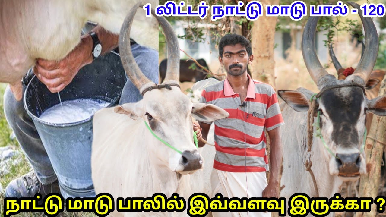 வெற்றிகரமான நாட்டு மாடு பால் பண்ணை | நாட்டு மாடு வளர்ப்பு