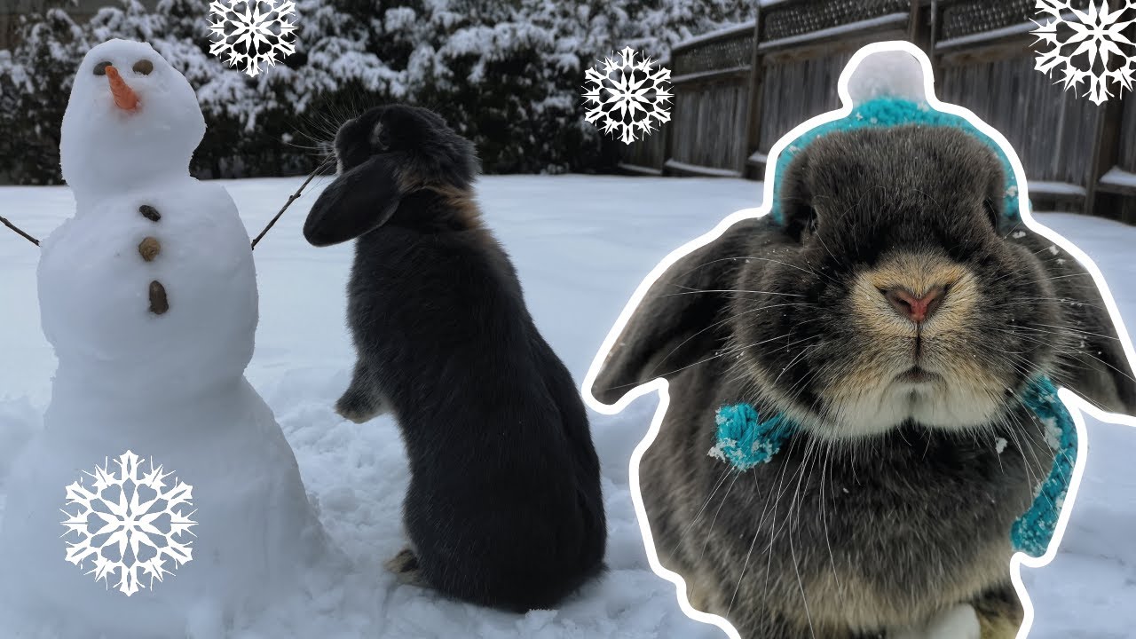 Bunny Plays Outside in the Snow