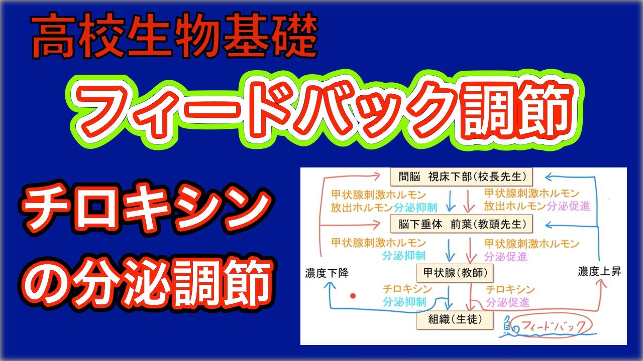 高校生物基礎「フィードバック調節（チロキシンの分泌調節）」