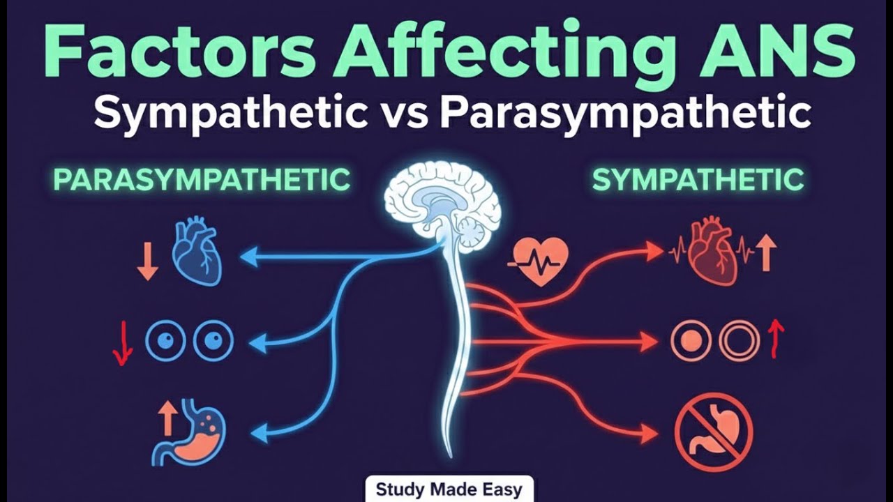 Factors Affecting Autonomic Nervous System | ANS Regulation Explained Simply