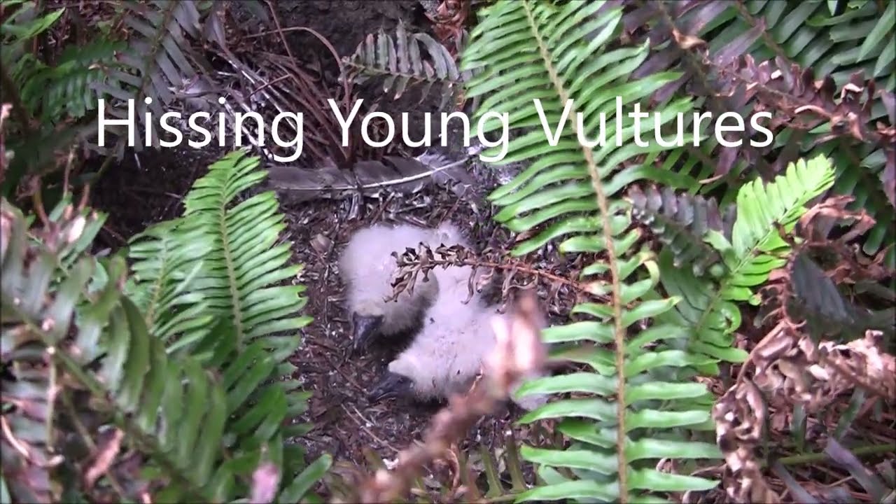 Baby Turkey Vultures In Nests