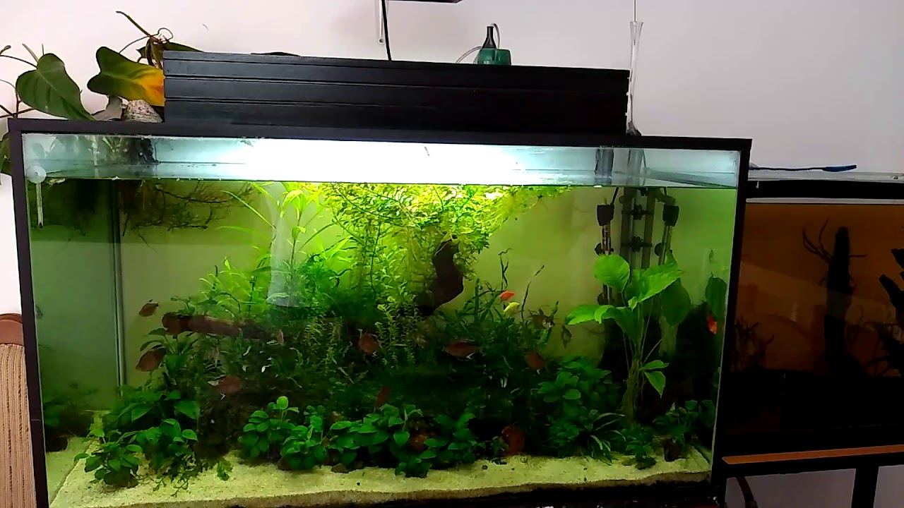 Acuario plantado 3 metros con  luz solar  2019