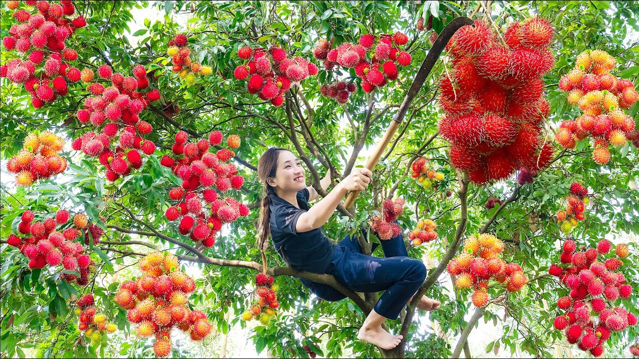 Harvesting Rambutan - Make Boiled Rambutan With Rock Sugar Goes to market sell - L&yacute; Thị Hoa