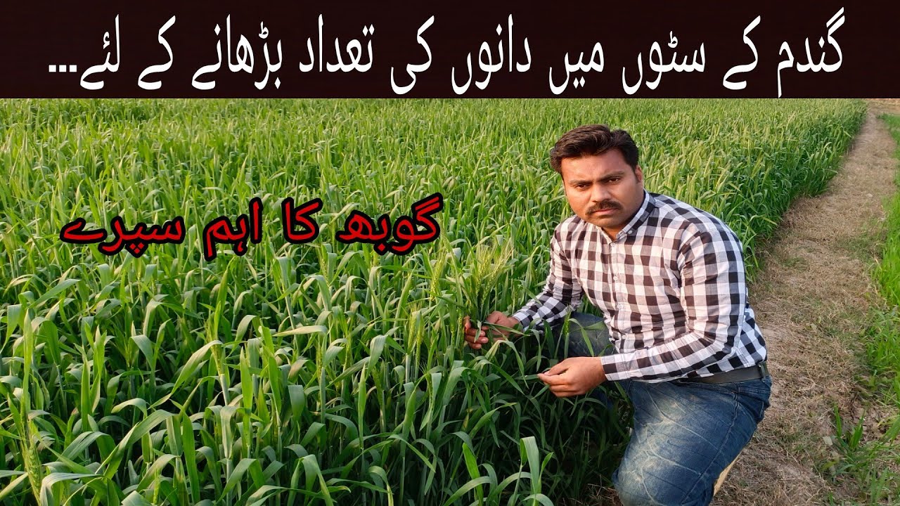 What is pollination | Boron role in pollination | How to improve number of grains per spike in wheat