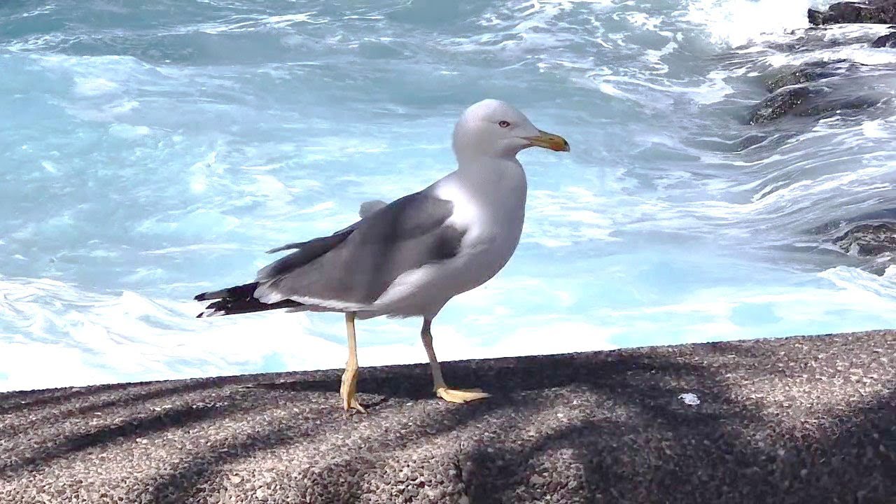 Recopilación IV Fauna Marina de Canarias