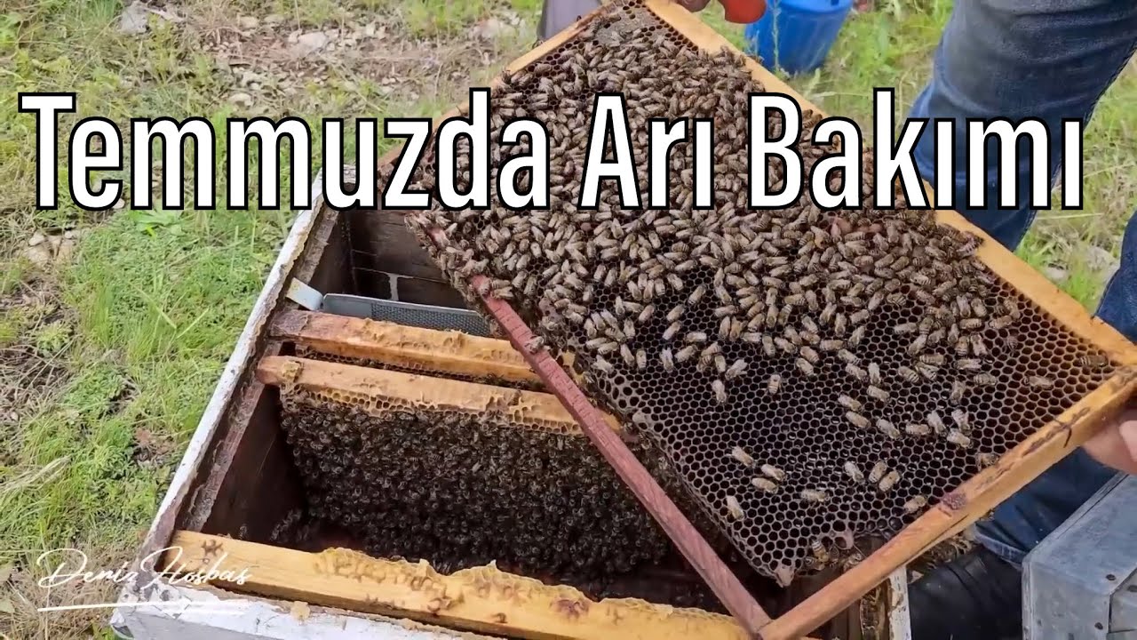 Temmuz Ayı Arı Kontrolleri / Kayseri Tomarza Merdan Usta Sohbetleri / Arıcılık