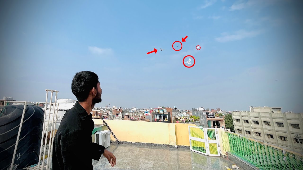 Finally￼ kabooter uda hi Diye 😮|| एक कबूतर नहीं आया 
