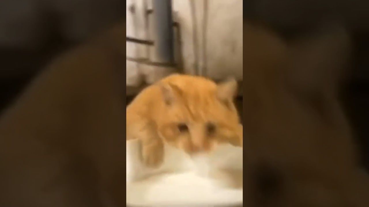 Gentle and gentle -😍 Collection of cute and funny cats