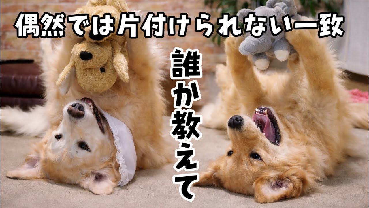 【偶然だけでは片付けられない一致】あーちゃん？輪廻転生信じてもいいですか？
