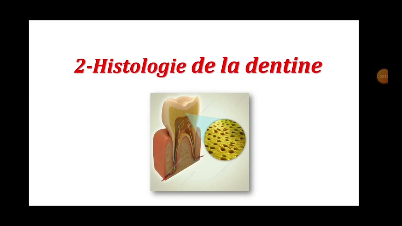 MED DENTAIRE Odontologie Conservatrice (1) : L'Organe Dentaire ( Part 2 Histologie de La Dentine )