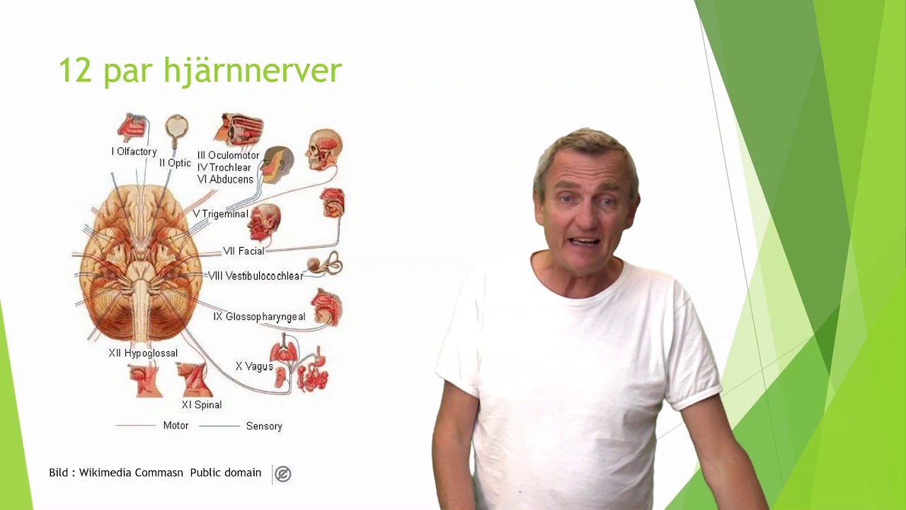 Nervsystemet  del 1  CNS och PNS