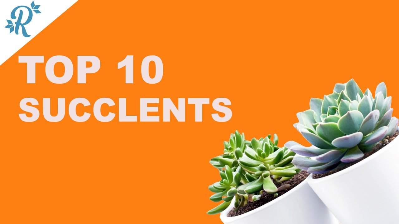 Top 10 Succulents 🌵 Succulent LOVERS Rejoice!