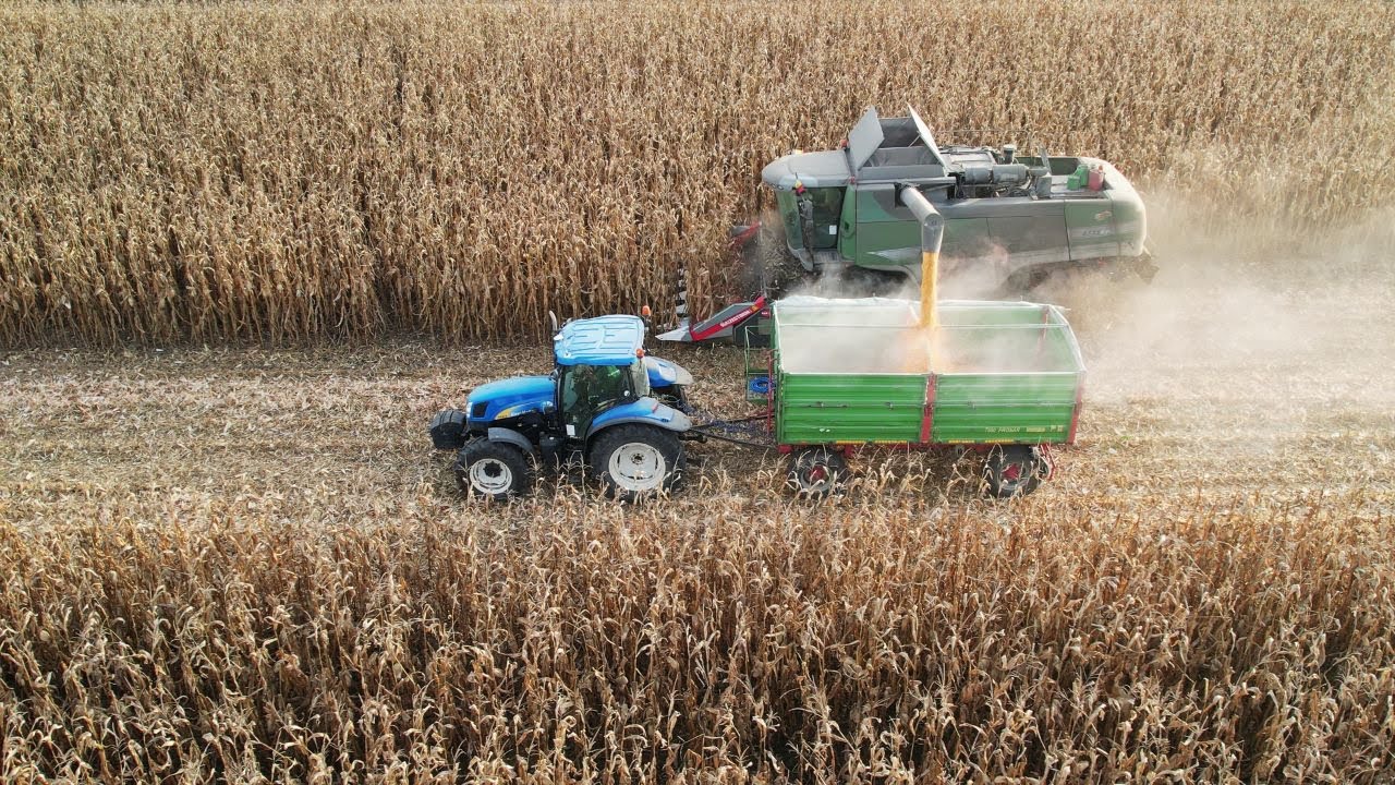 Porumb Fundulea 376  - producție de 10,5 tone /ha în ferma Rodbun, de la Mureni, județul Mureș