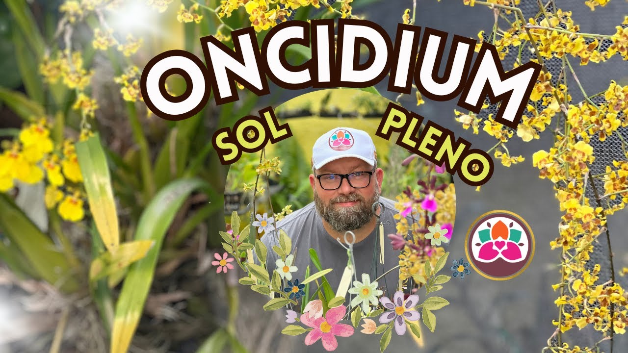 (INESPERADO) É ASSIM QUE FAÇO ORQUÍDEA ONCIDIUM FLORESCER