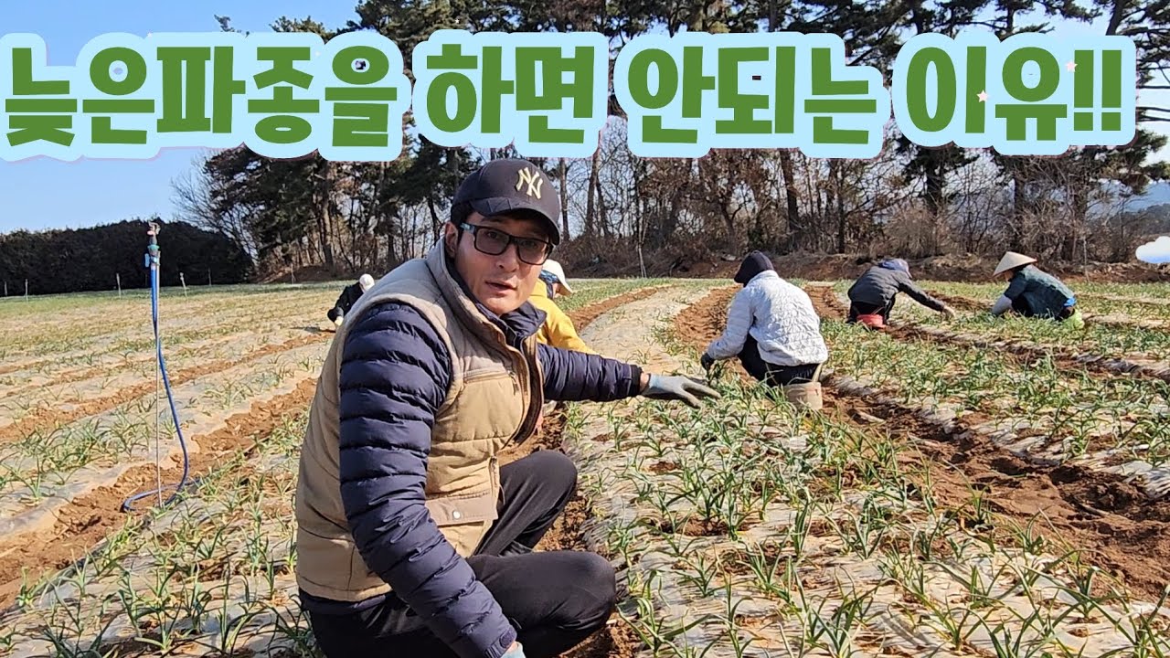 [마늘명가 TV]2026.02.28 늦은파종이 얼마나 무서운지를 알려주는 좋은예!!비용절감기회를 놓치다!!