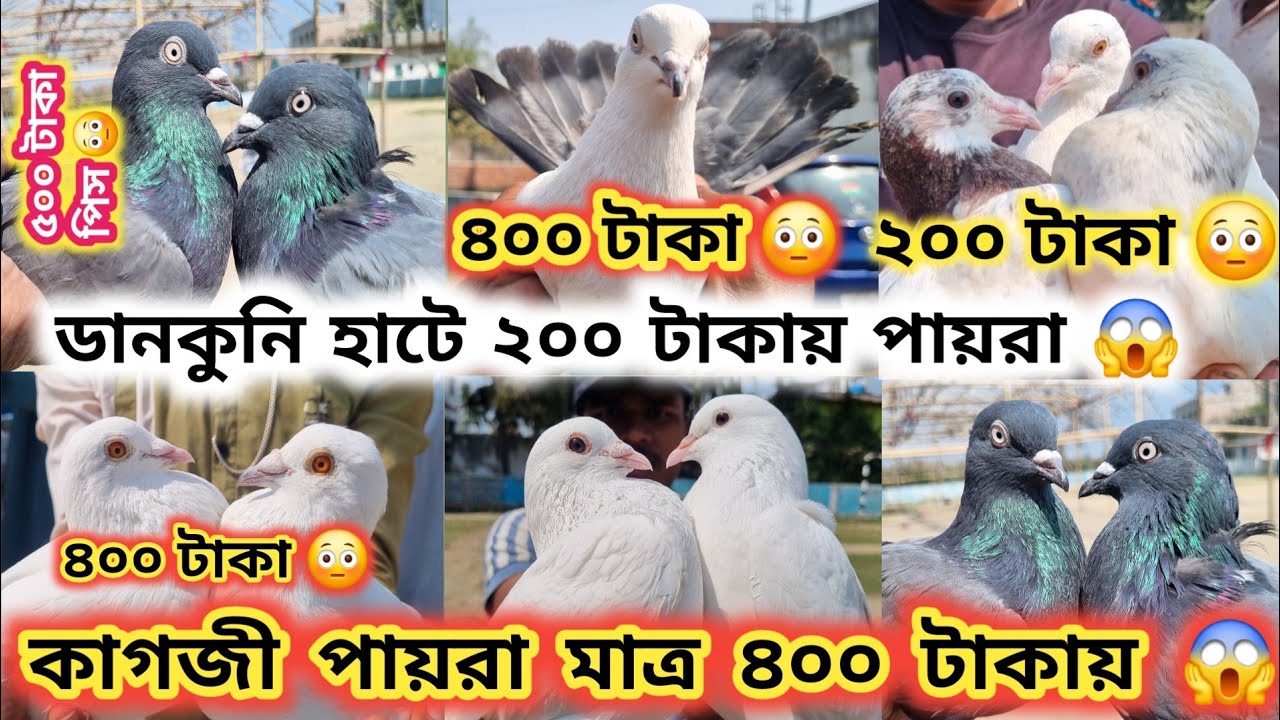 ২০০ টাকায় পায়রা 😳 ৪০০ টাকায় কালদুমা 😳 ডানকুনি হাটে বাম্পার অফার 💥 সাবসক্রাইব দেখলেই হবে 😍