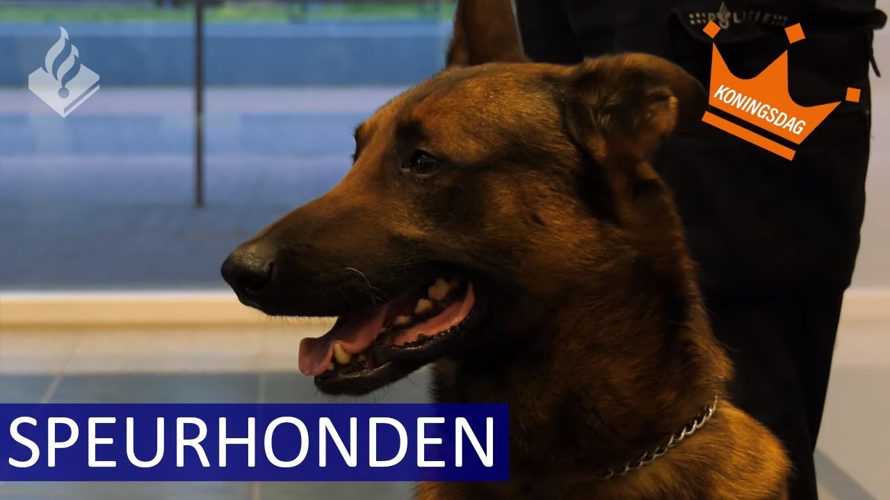 Explosieven zoeken tijdens Koningsdag - Politie - Speurhonden - Amersfoort