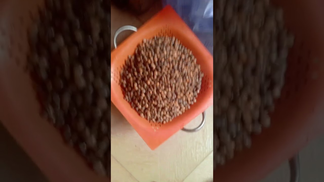 How I prepared my ayaraya 
