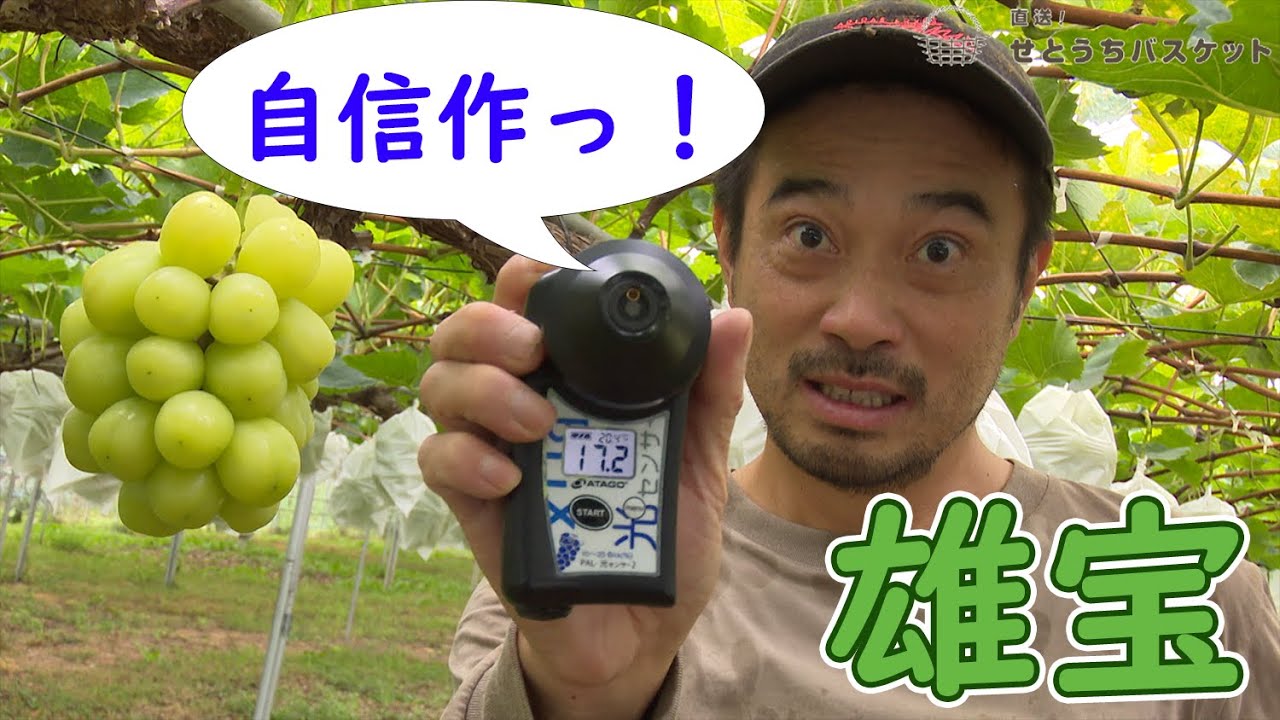 【せとバス通信】希少品種のぶどう「雄宝」、いよいよ収穫！！