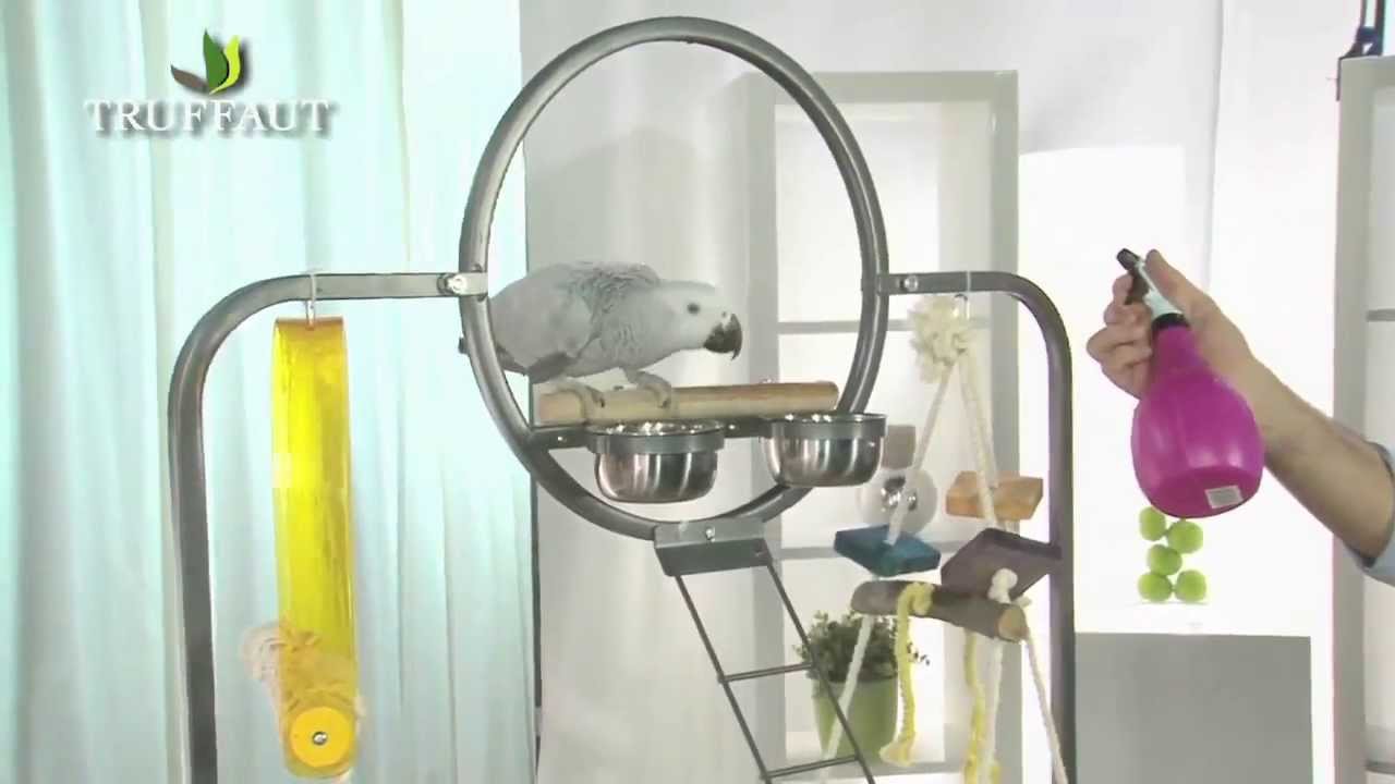 Gris du Gabon : alimentation et soins -  Truffaut