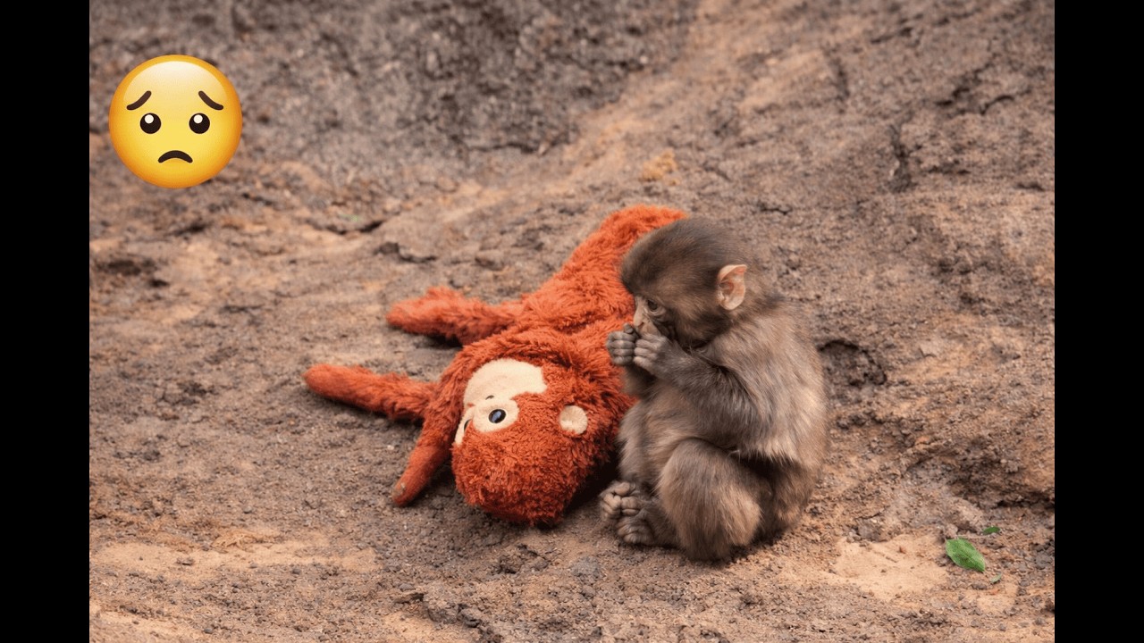 Little monkey Puch feels lonely, with only a teddy bear by his side as a friend 🐒🧸