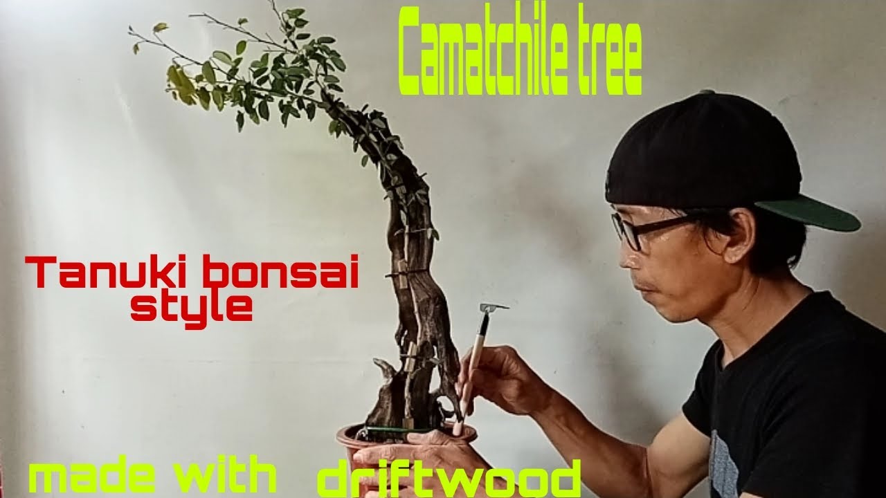 Camatchile tree (pithecelobium dulce) made with driftwood (tanuki bonsai style)