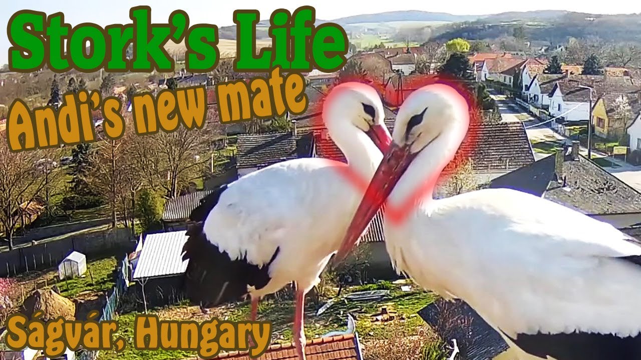 Andi's new mate - Andi új társa - Ságvár, Hungary @TamasBirds