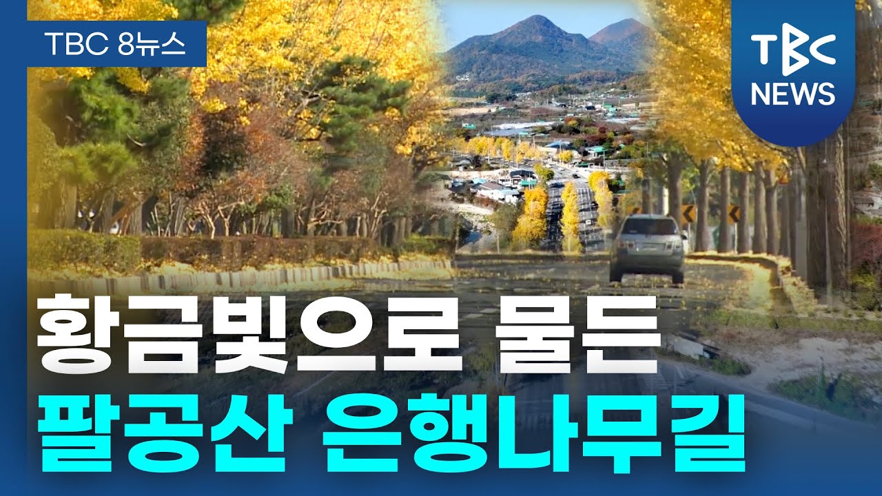 황금빛으로 물든 팔공산 은행나무길ㅣTBC영상뉴스