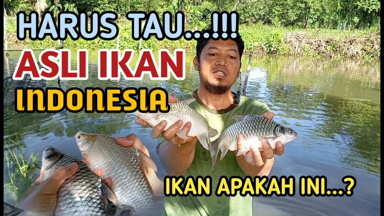 budidaya ikan air tawar - ikan tawes asli dari Indonesia