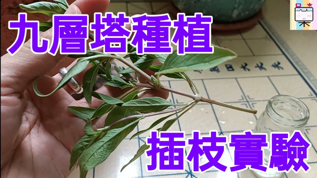 九層塔種植(270)-插枝實驗-口木呆-呆呆過生活