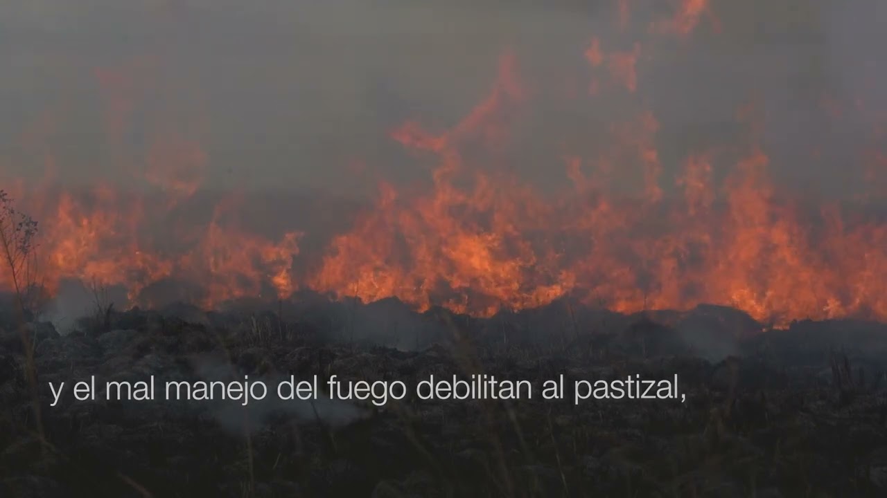 PASTIZALES SECOS DE EL IMPENETRABLE &middot; PARTE 3: C&Oacute;MO SE DEGRADAN LOS PASTIZALES