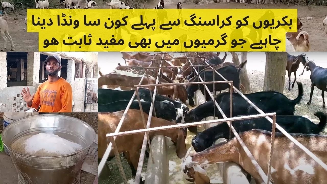 Bakri ka Garmi ka Wanda | Goat Weakness Treatment | Bakri Feed Formula | Goat Wanda Formula