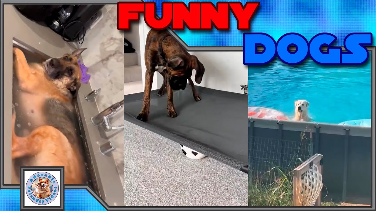 Compilation of funny dogs! Choose your favorite and leave a comment! #060 Subscribe for more!