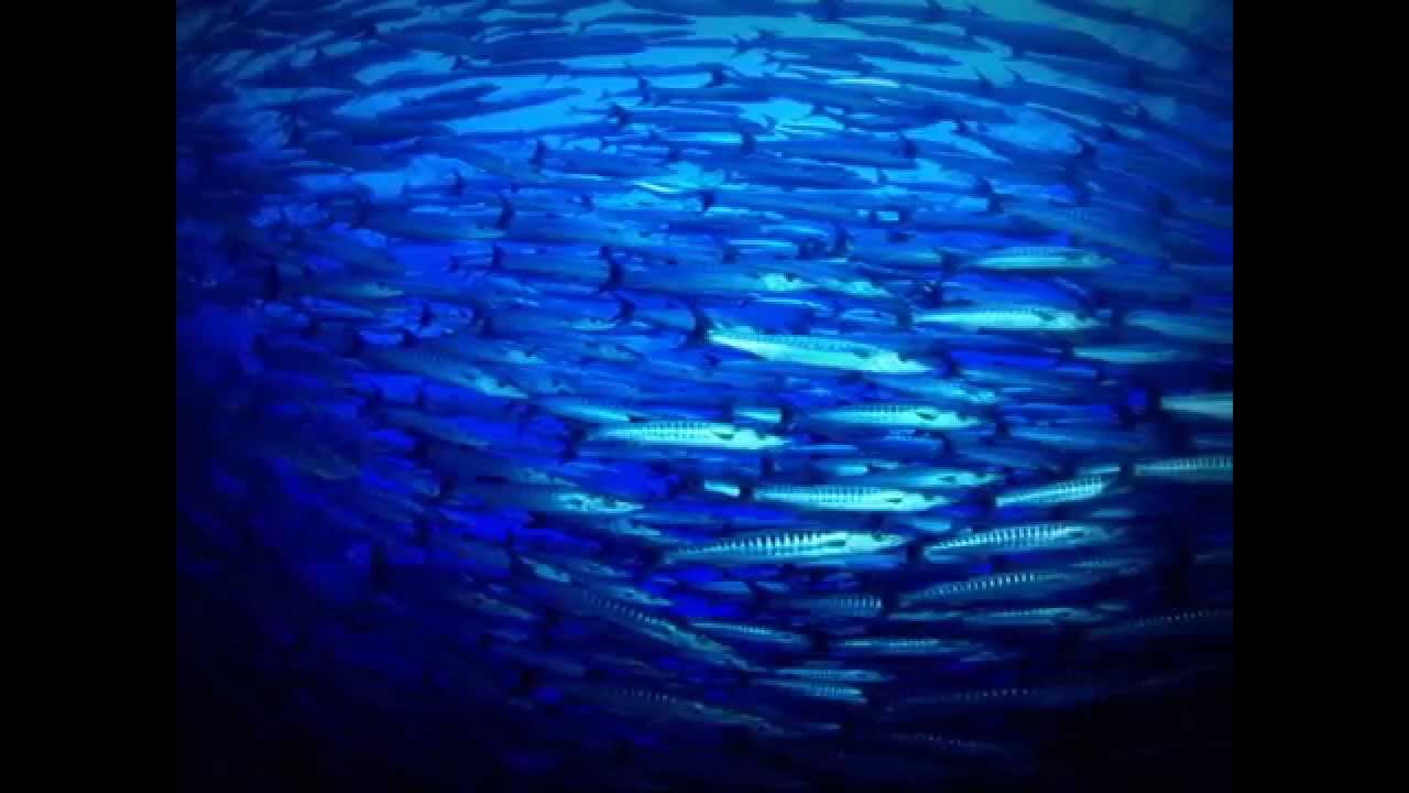Catherine Lara - Requiem For A Dying Sea