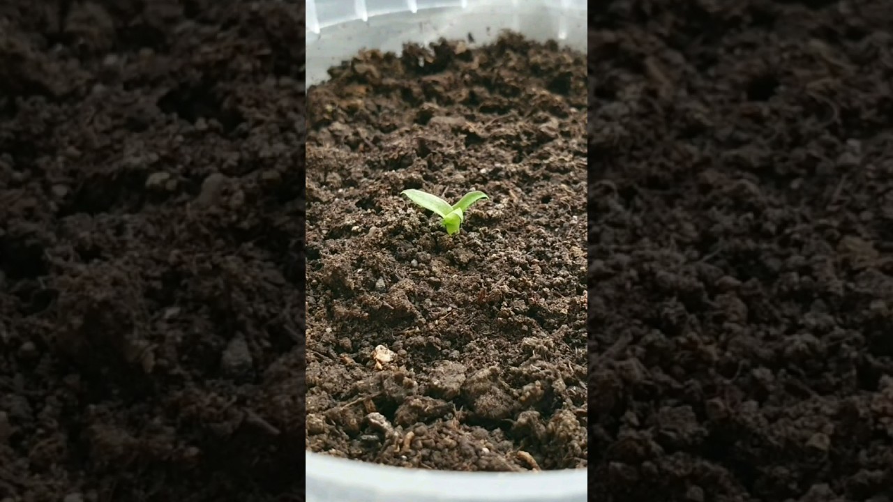 Выращивание ананаса из косточки 🌱🍍 #ананас #приготовьсам #хобби #youtubeshorts #shorts #выращивание