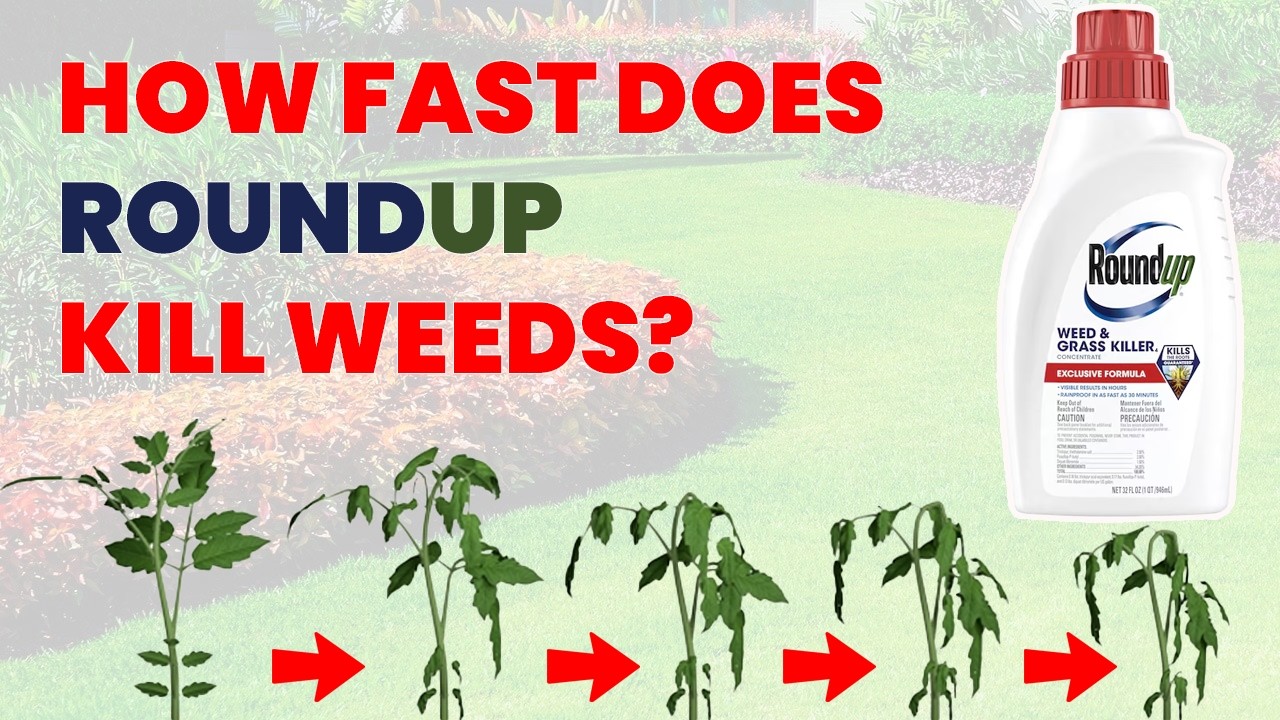 How Long Roundup Takes to Kill Weeds - First 24 Hours
