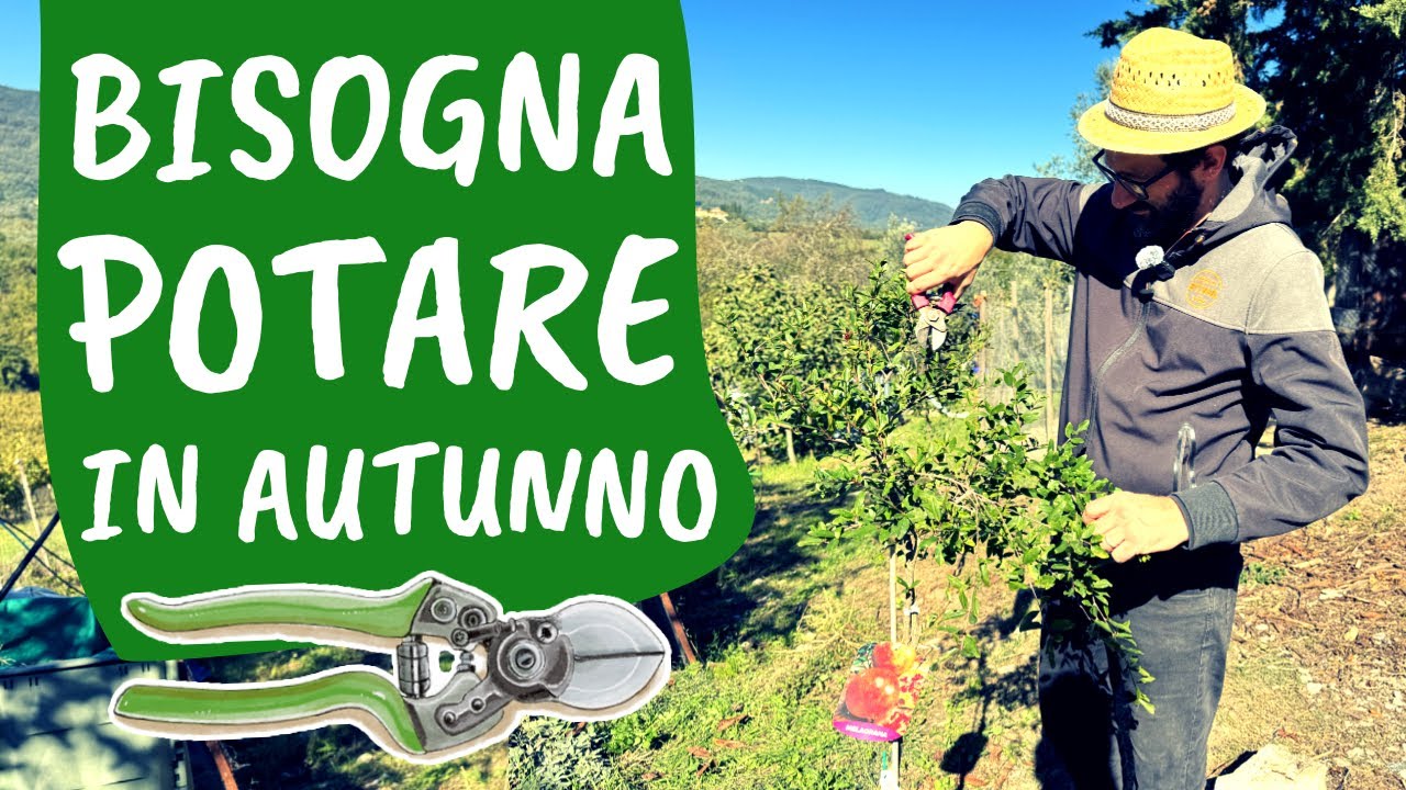 POTATURE di OTTOBRE: ecco quali piante sono da potare adesso