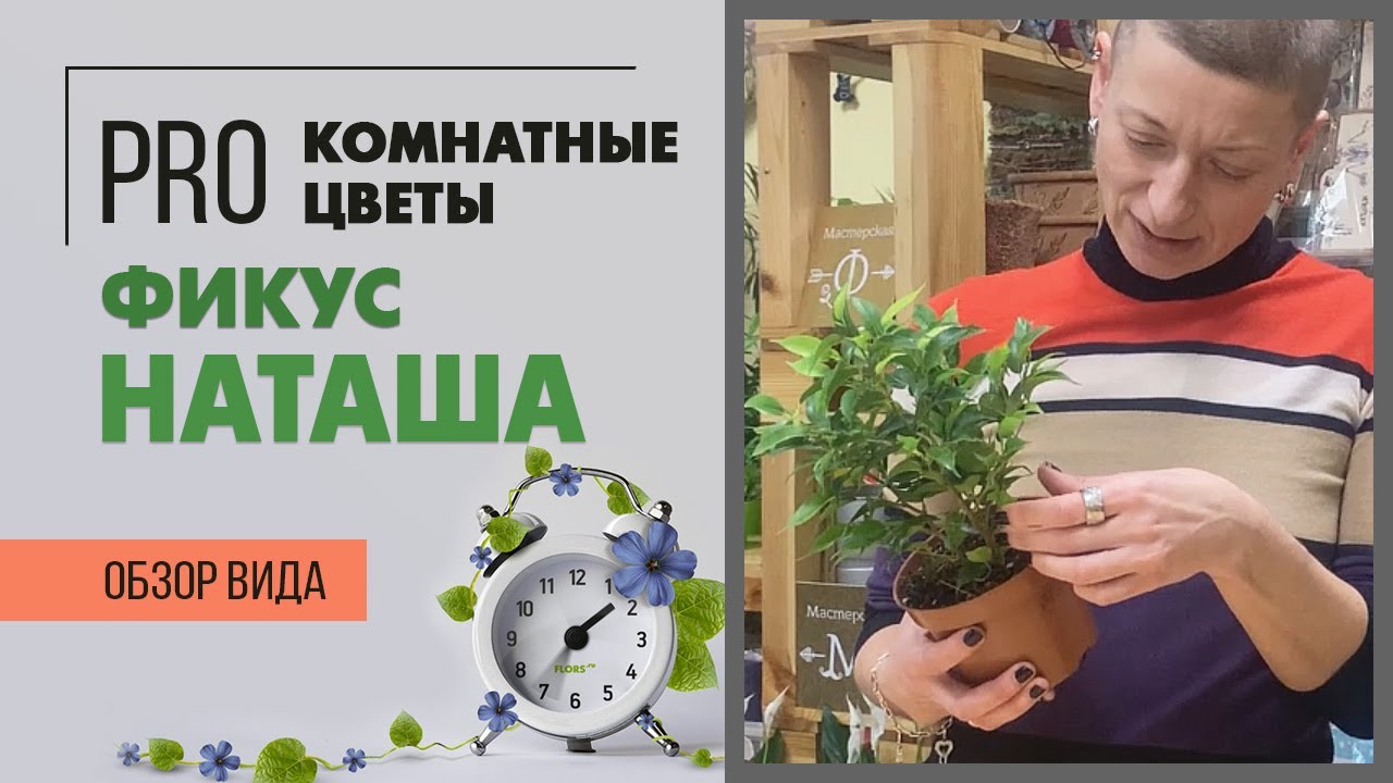 Фикус бенджамина Наташа - растение мальчик | Как правильно за ним ухаживать