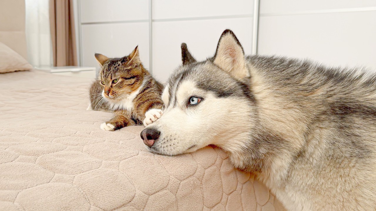 Giant Husky Learns to Be Gentle Thanks to a Funny Cat!!