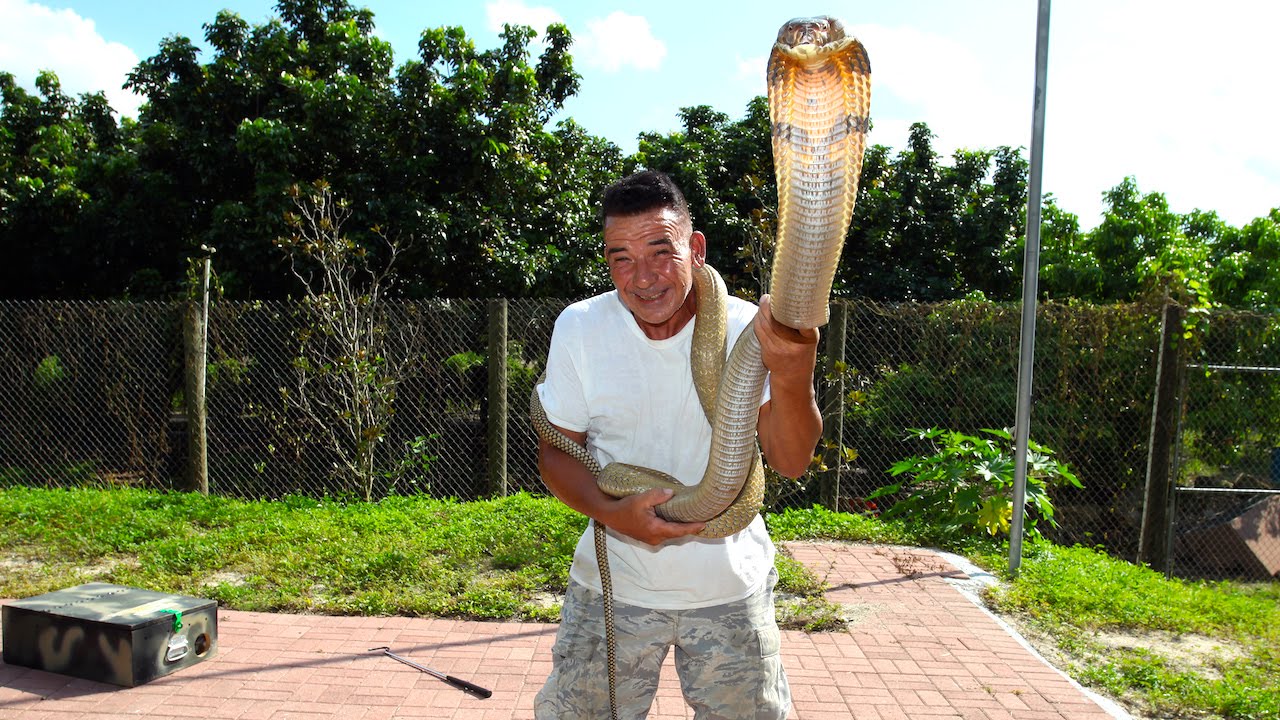 Snake Whisperer Has One Of The Most Dangerous Jobs In The World
