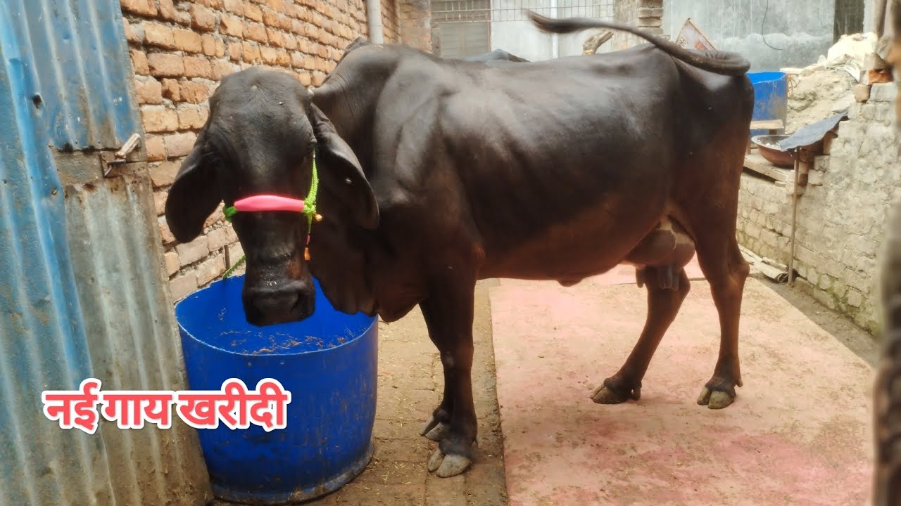 Bought a new cow / New cow purchased at my Dairy farm #cow #dairyfarming #dairyfarm #farming