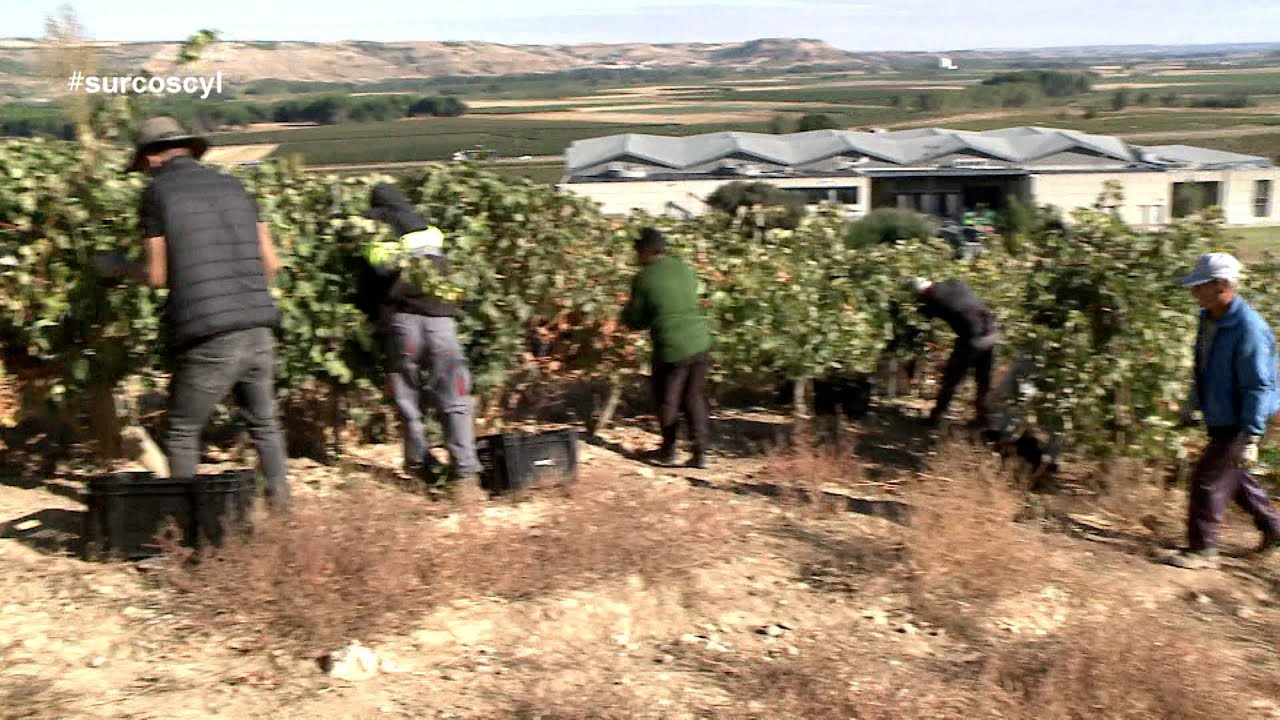 El vino de Ribera del Duero que rompe moldes y conquista nuevos paladares