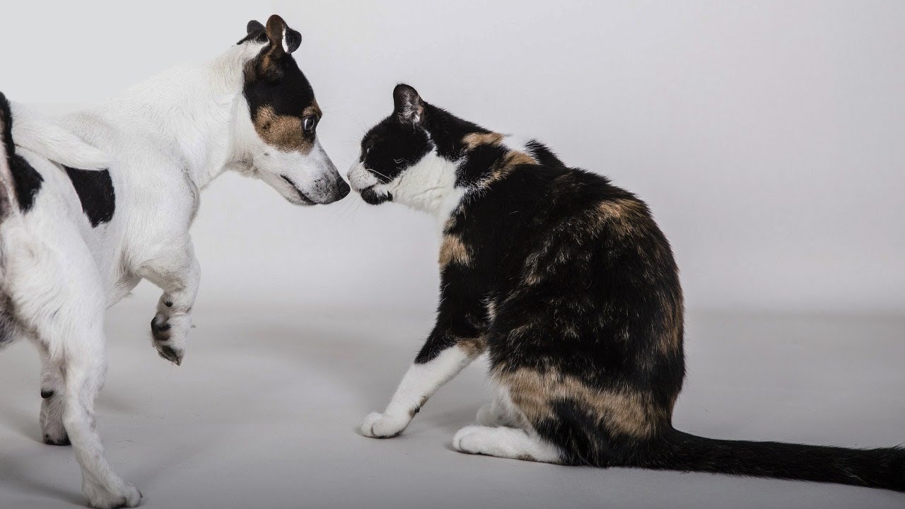 Animal Behavior/Pet Psychology