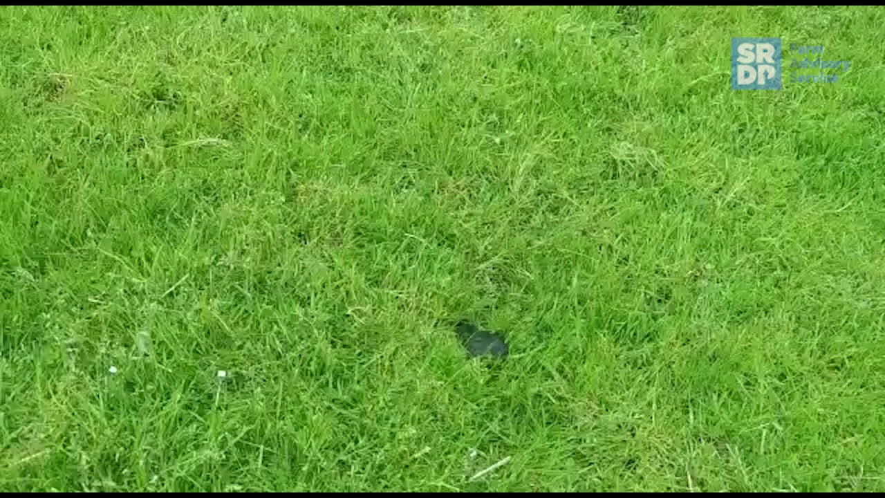 Rotational Grazing Vlog: Leader Follower Grazing
