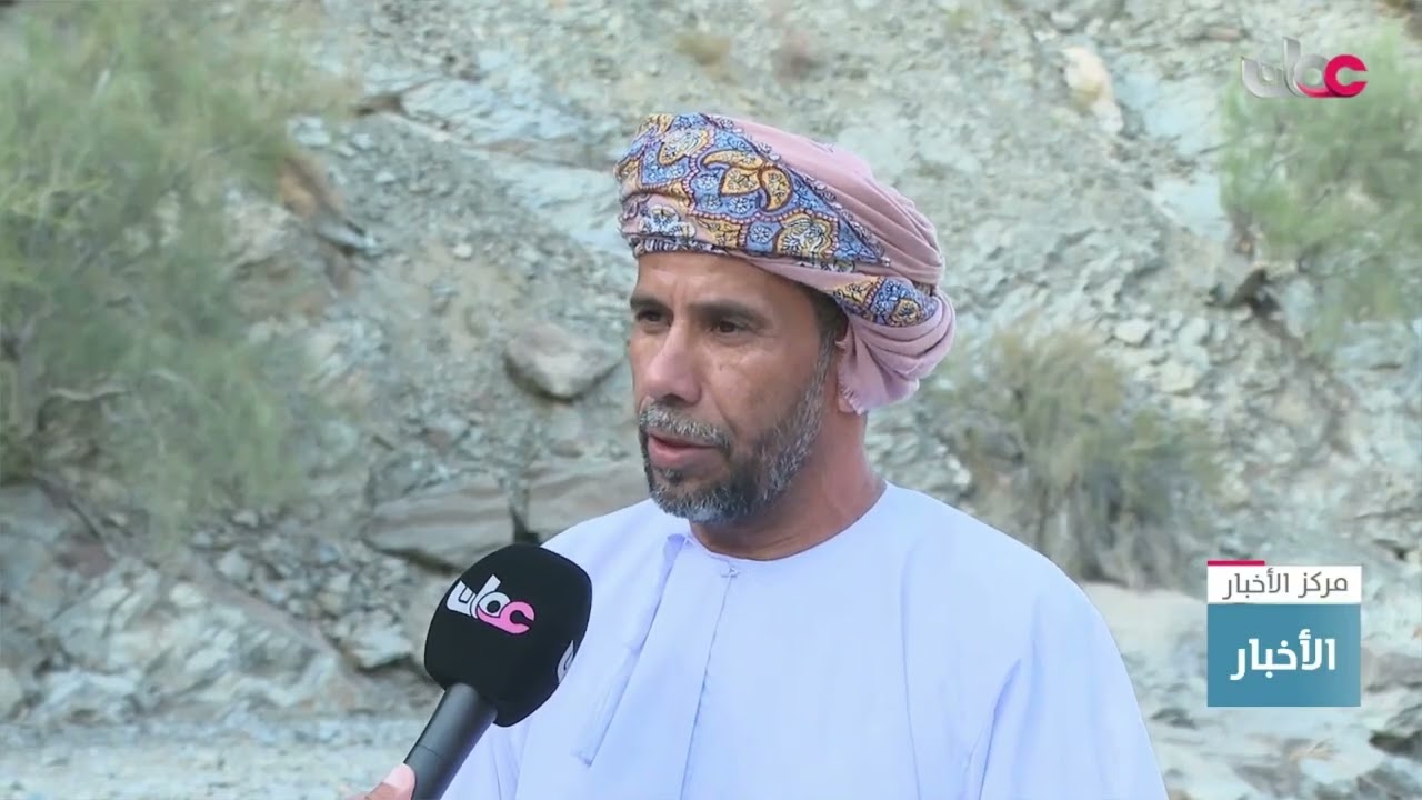 شجرة الشوع.. أحد مفردات البيئة العمانية في المناطق الجبلية.