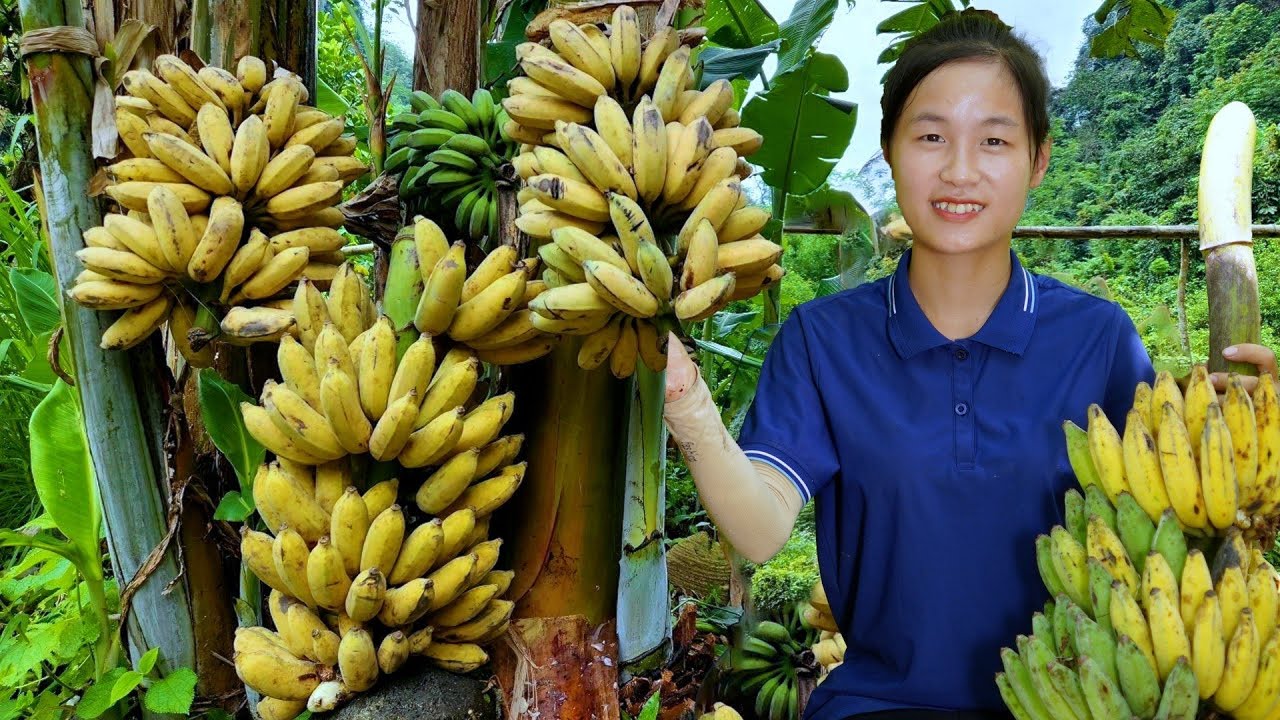 Ella Harvesting BANANA Go to the market to sell