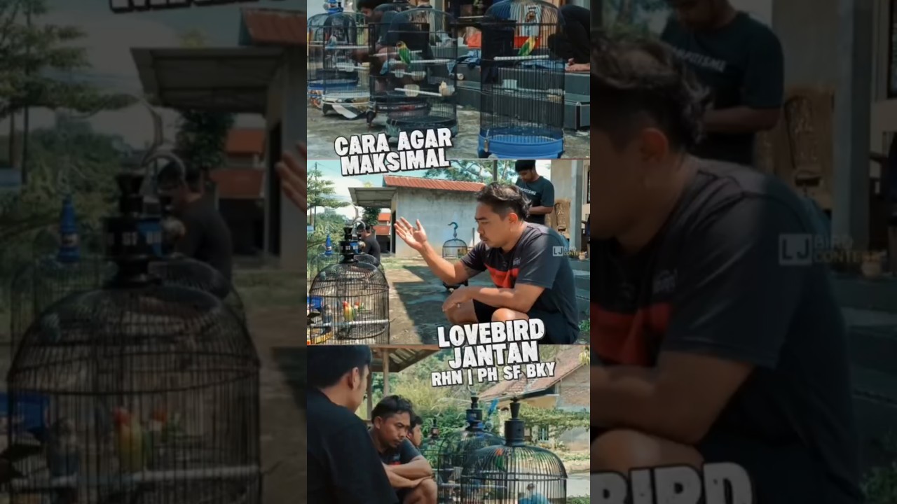 Cara memaksimalkan love ird jantan #lovebirdfighter #lovebirdpaud #lombaburung #lovebirdkonslet