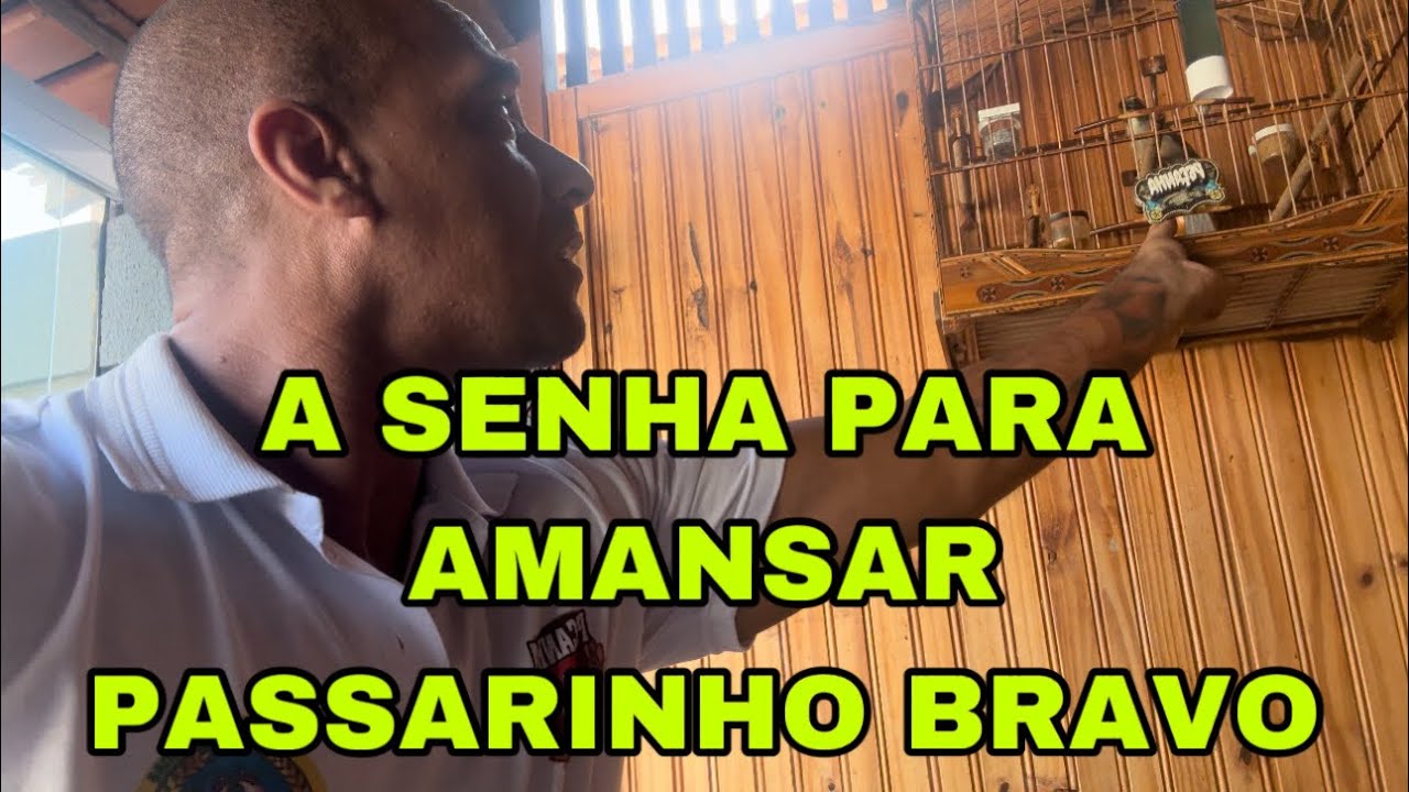 3 DICAS PARA AMANSAR UM TRINCA FERRO F&Aacute;CIL E R&Aacute;PIDO